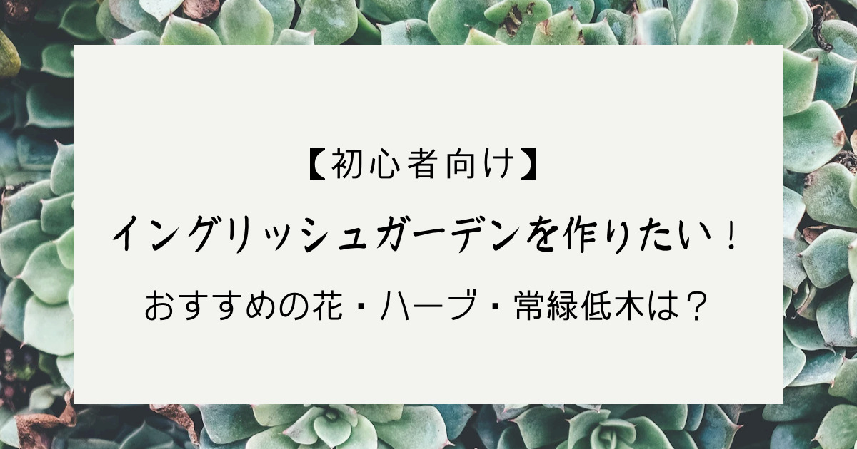 初心者向けイングリッシュガーデンを作りたい！おすすめの花・ハーブ・常緑低木は？